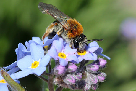 Förderung und Erhalt der biologischen Vielfalt